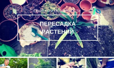 Секреты пересадки популярных комнатных растений