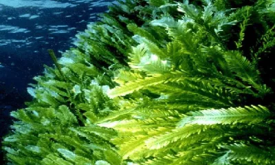 Морские водоросли могут стать поставщиком экологичной энергии