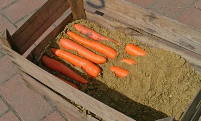 Хранение моркови на зиму в погребе, квартире и подвале