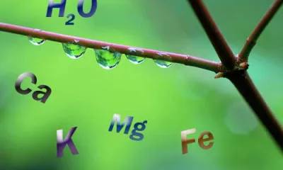 Жесткость воды и ее влияние на развитие растений