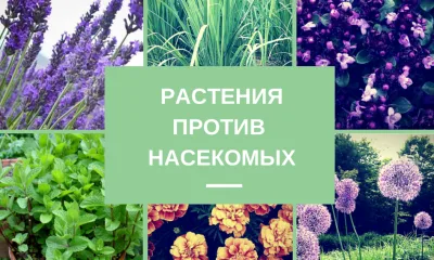 Самые эффективные растения против насекомых