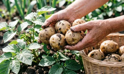 Ведро отменных клубней с куста: этот сорт картофеля признали лучшим — идеальный вкус и отличная лежкость