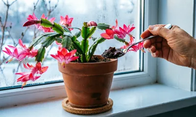 Всего 1 ложка под корень — и декабрист сидит в бутонах с декабря по март: эта подкормка заменяет кучу удобрений