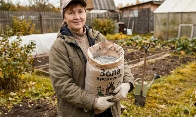 Как использовать золу на огороде: когда она помогает, а когда вредит — точная дозировка внесения