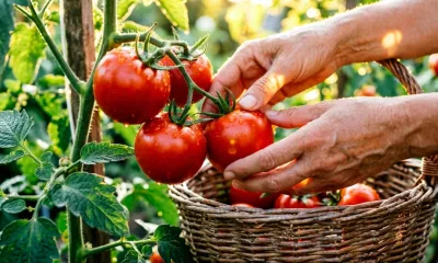 Не "Санька" и не "Бычье сердце": эти 5 сортов томатов скупают пачками – фавориты сезона-2026