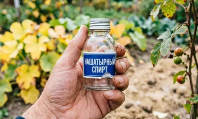 Нашатырь всегда держу в аптечке – и урожай собираю ведрами: вот как применяю на грядках