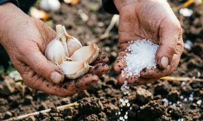 Не сажайте чеснок под зиму без соли: эту хитрость не знают 99% дачников - прием спасает от гнили и нематоды