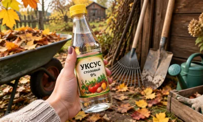 До наступления холодов беру 10 л уксуса  — и везу на дачу: в апреле радуюсь своей смекалке