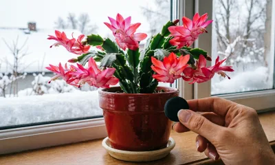 Для пышного цветения декабристу — обязательно: 1 таблетка в грунт — и шлюмбергера сияет цветами