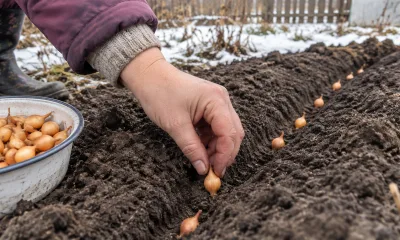 Сажаю озимый лук по технике «наоборот» — 3 запрета ради головок с кулак: без ножа, замачиваний и мульчи