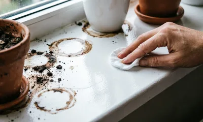 3 капли на ватный диск — и подоконники более первого снега: лайфхак ушлых хозяек