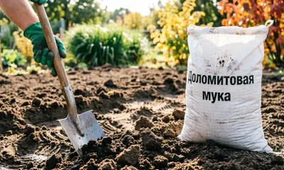 400 г на метр - и почва как после тонны навоза: мокрица больше не вернется