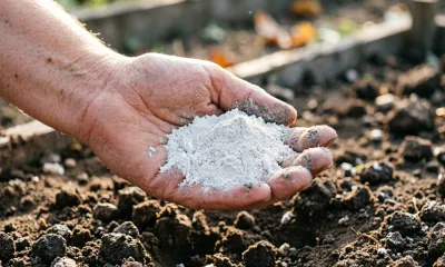 Мощнее навоза, полезнее компоста: рассыпаю эту муку после дождя в октябре - грунт в 2027 году станет мягче пуха