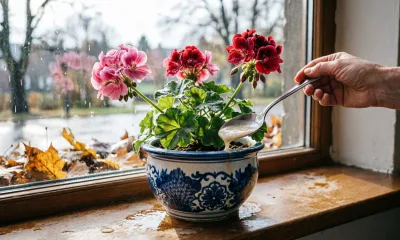 3 ложки под корень — и герань тотчас позеленеет: листья ярче изумруда, а стебли толщиной с карандаш