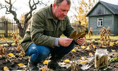 Каждую осень закапываю 3 листа лаврушки в огороде — вот какой эффект даёт этот прием