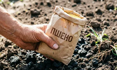 1 пачка крупы в компост — и весной грядки как после навоза: простой способ разрыхлить землю