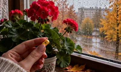 1 капсула в горшок — и герань цветет взахлеб без перерыва: бутоны лезут из каждой пазухи даже в пасмурный ноябрь