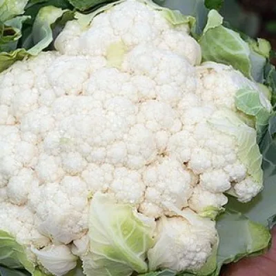 Капуста цветная 'Экспрес МС'
