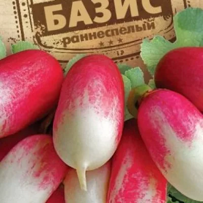 Редис 'Базис'