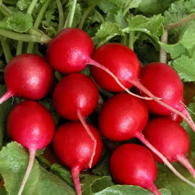 Редис 'Родос'