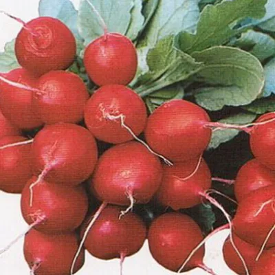 Редис 'Рондеел'