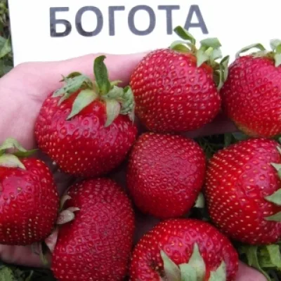 Земляника садовая 'Богота'