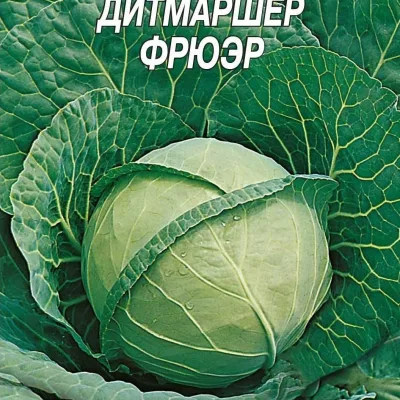 Капуста белокочанная 'Дитмаршер фрюер'