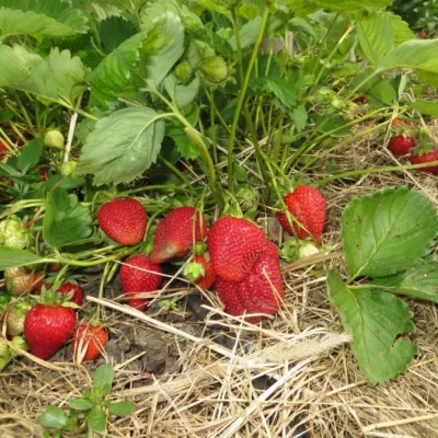 Земляника садовая 'Багряна'
