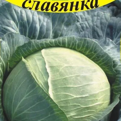 Капуста белокочанная 'Славянка'