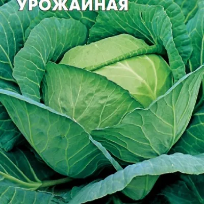 Капуста белокочанная 'Урожайная'