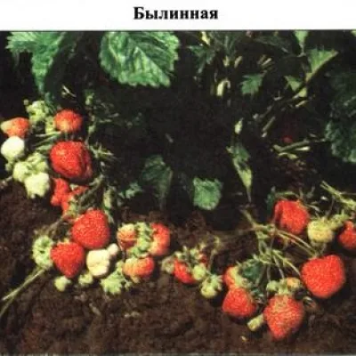 Земляника садовая 'Былинная'