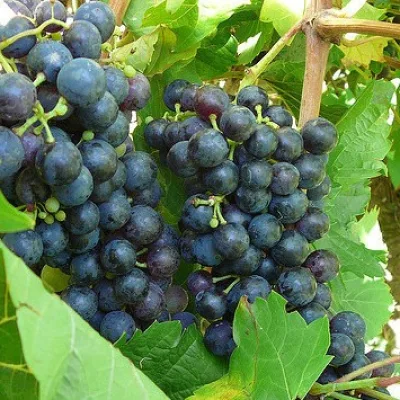 Виноград культурный 'Агараки'