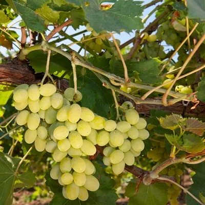 Виноград культурный 'Алиготе'