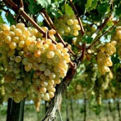 Виноград культурный 'Анапский ранний'