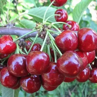Черешня 'Данна'