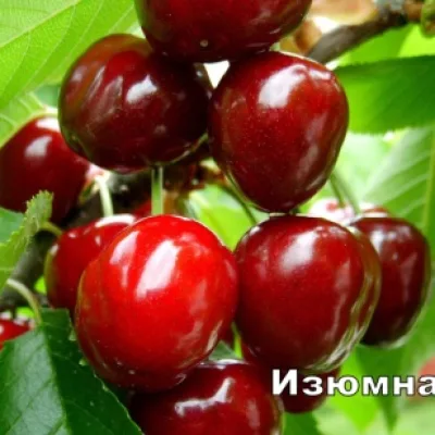 Черешня 'Изюмная'
