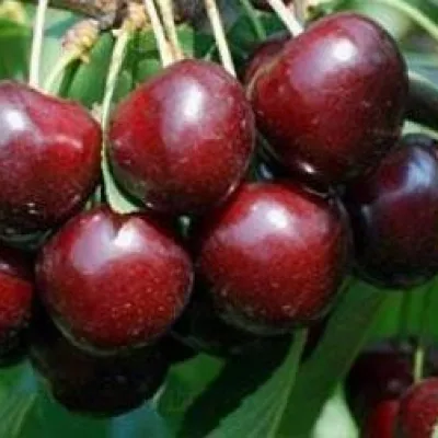 Черешня 'Карешова'