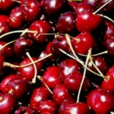 Черешня 'Любимица Корвацкого'