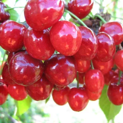 Черешня 'Мичуринка'