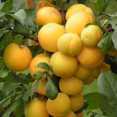 Алыча 'Лавина'