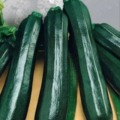 Кабачок 'Аэронавт'