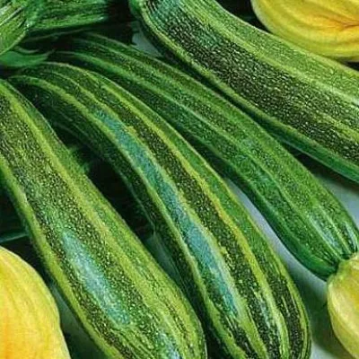Кабачок 'Куанд'