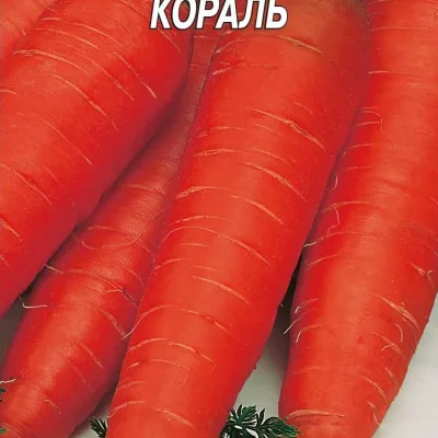 Морковь посевная 'Кораль'