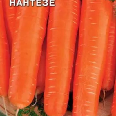 Морковь посевная 'Нантезе'