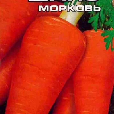 Морковь посевная 'Шанс'