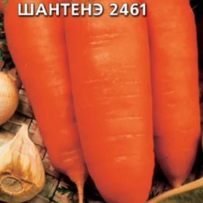 Морковь посевная 'Шантенэ 2461'