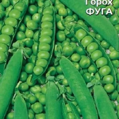 Горох овощной 'Фуга'