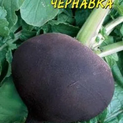 Редька 'Чернавка'