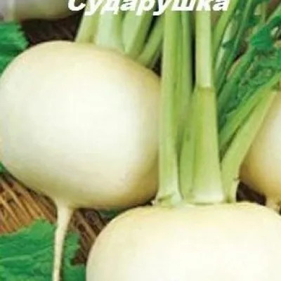 Редька 'Сударушка'