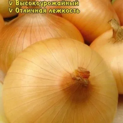 Лук репчатый 'Одинцовец'
